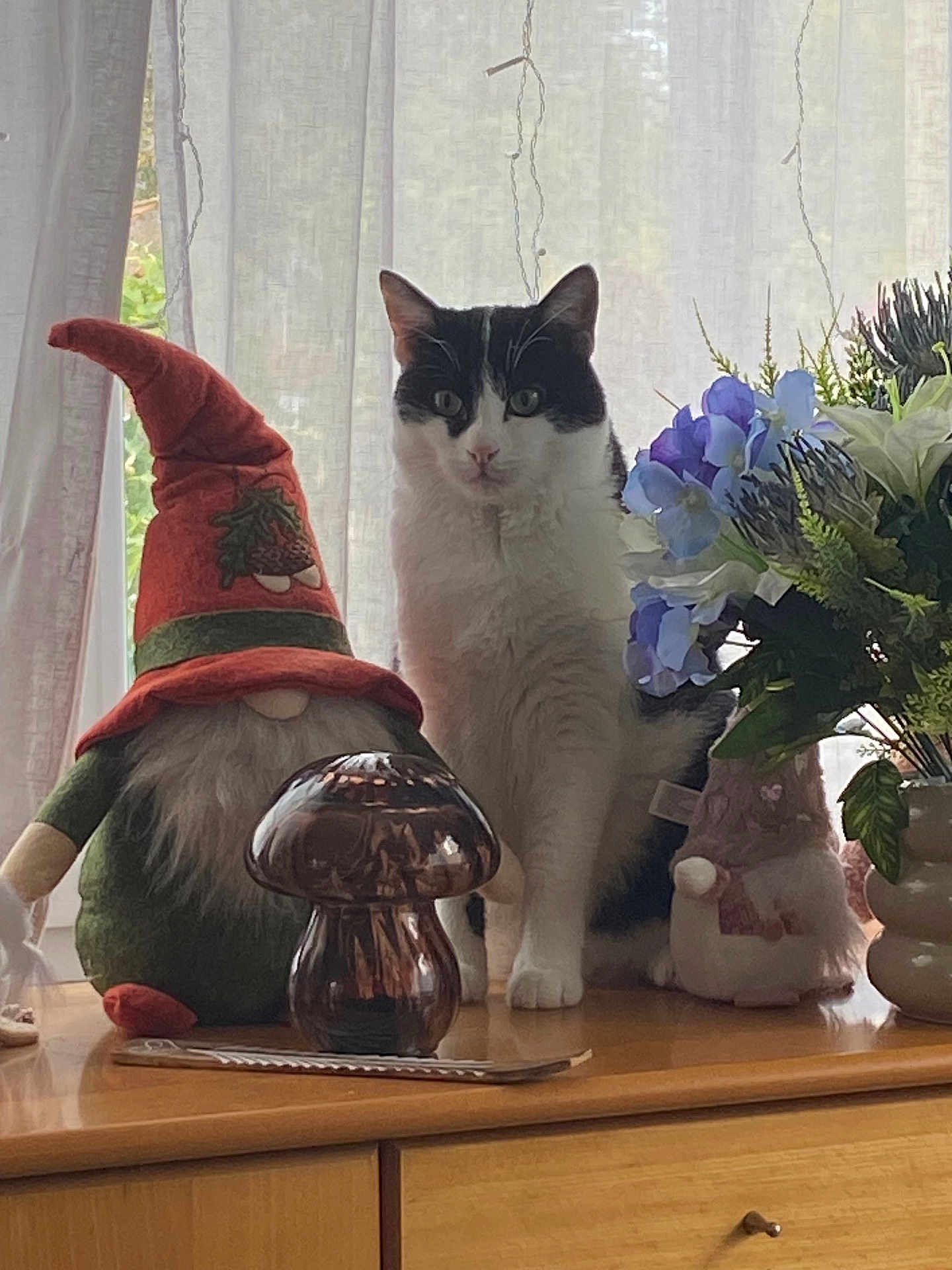 Felix participe au concours pour gagner de l'argent avec cette photo : cat, gnome, stuffed_toy, flower_bouquet, curtains, window, wooden_surface, indoor, decor, mushroom_shaped_object, black_and_white_cat, plant, greenery, soft_lighting, cute, pet, fluffy, sitting, table, ornament