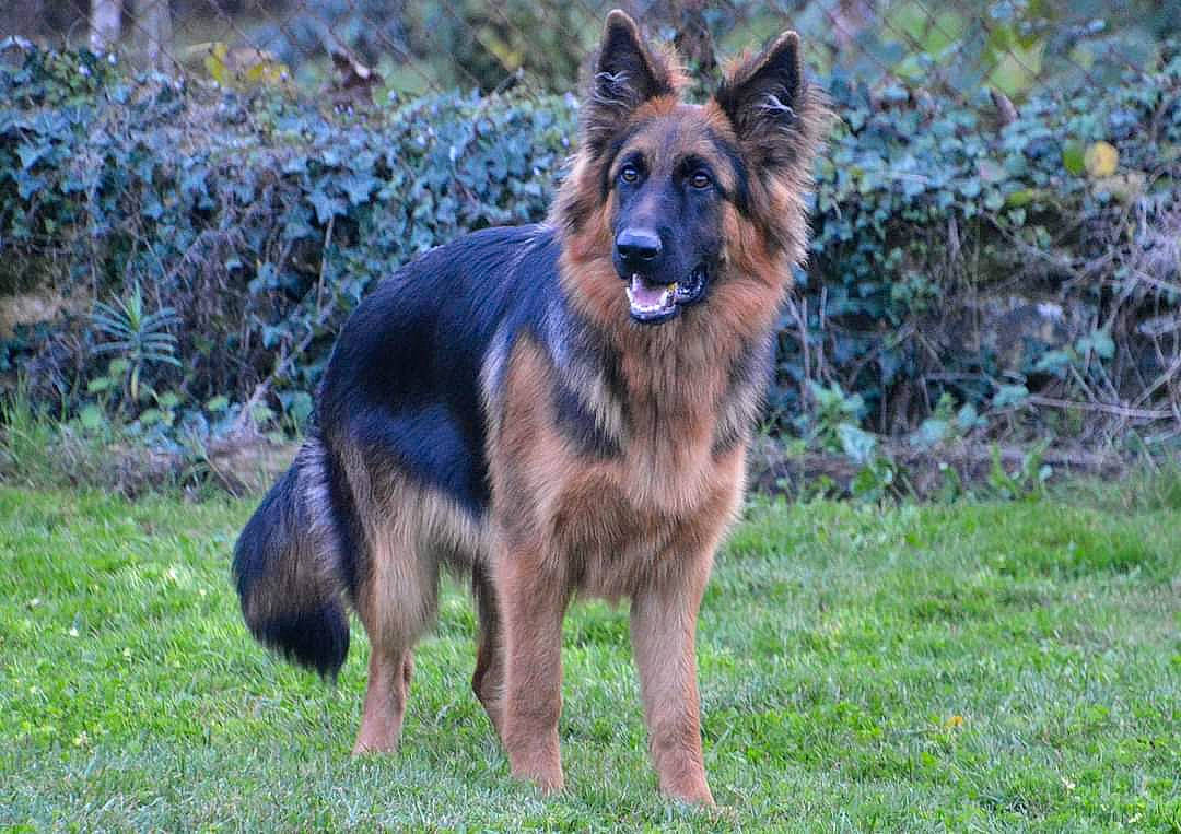 Raven participe au concours pour gagner de l'argent avec cette photo : belgian_shepherd, bohemian_shepherd, canidae, carnivore, dog, dog_breed, east_european_shepherd, german_shepherd_dog, king_shepherd, kunming_wolfdog, mammal, native_american_indian_dog, old_german_shepherd_dog, police_dog, rare_breed_dog, shiloh_shepherd_dog, tervuren, vertebrate, wildlife, working_dog