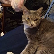 Gray joined the competition — help win amazing prizes! cat, gray_cat, white_paw, indoor, furniture, fan, blur, relaxed, pet, animal, whiskers, fur, household, resting, closeup, domestic_animal, mammal, laying, background, unfocused