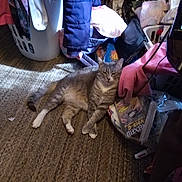 Gray joined the competition — help win amazing prizes! bag, carpet, cat, clothes, coat, domestic_animal, fabric, feline, floor, household_items, indoor, laundry_basket, messy_room, pet, pink_cloth, plastic_bag, relaxed, resting, stuffed_animal, tabby_cat