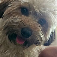 Chubs is registered to the contest to win money with this photo: dog, close_up, fluffy, tongue_out, pet, animal, cute, fur, face, playful, indoor, mammal, friendly, canine, adorable, companion, furry, domestic_animal, portrait, happy