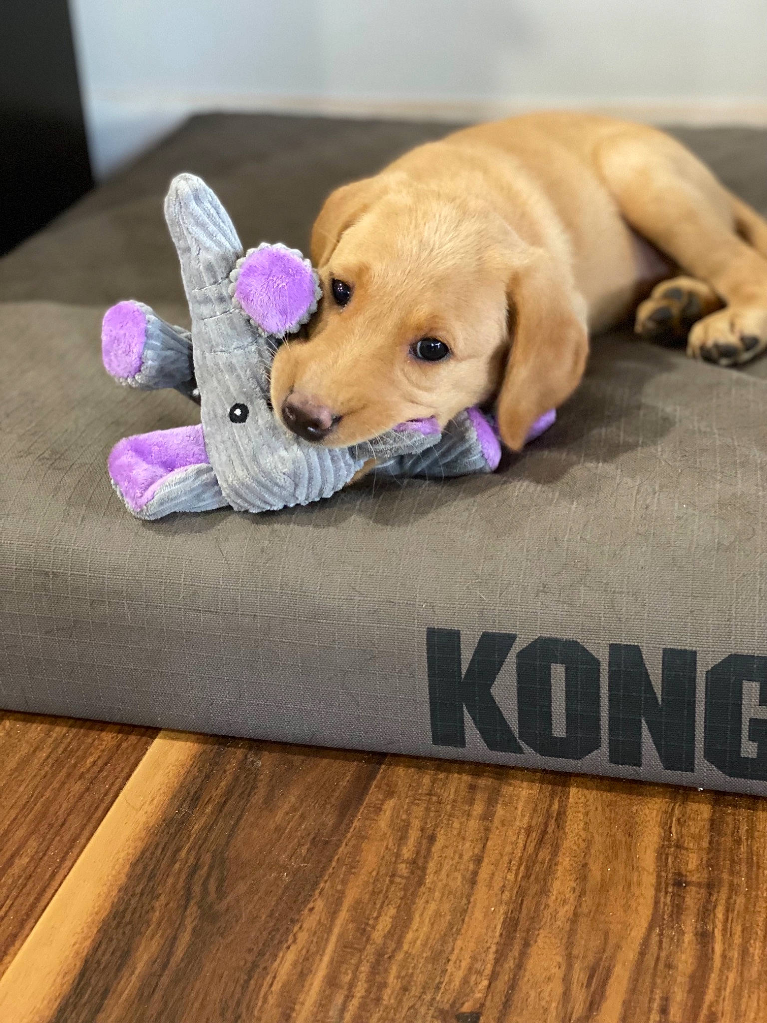 Ava is registered to the contest to win money with this photo: canidae, carnivore, companion_dog, dog, dog_breed, dog_supply, fawn, floor, flooring, hardwood, laminate_flooring, paw, pet_supply, sporting_group, stuffed_toy, toy, wood, wood_flooring, wood_stain, working_animal