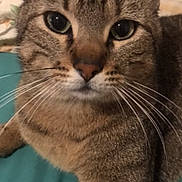 Mirko participe au concours pour gagner de l'argent avec cette photo : cat, tabby, feline, pet, animal, portrait, close_up, face, eyes, whiskers, ears, nose, fur, striped, brown, gray, indoor, blanket, lounging, photography