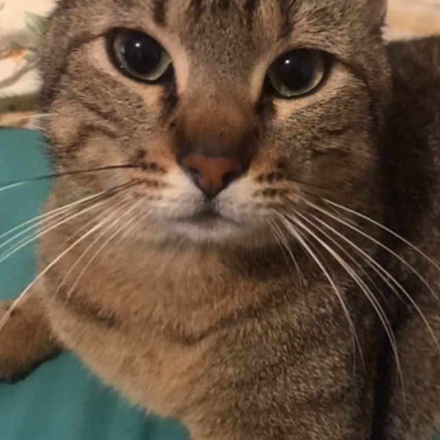 Mirko