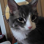 Boots is registered to the contest to win money with this photo: cat, gray_cat, white_chest, fluffy, long_hair, large_ears, whiskers, pink_nose, wide_eyes, curious, close_up, portrait, indoor, home, mirror, door, comb, furniture, pet, animal