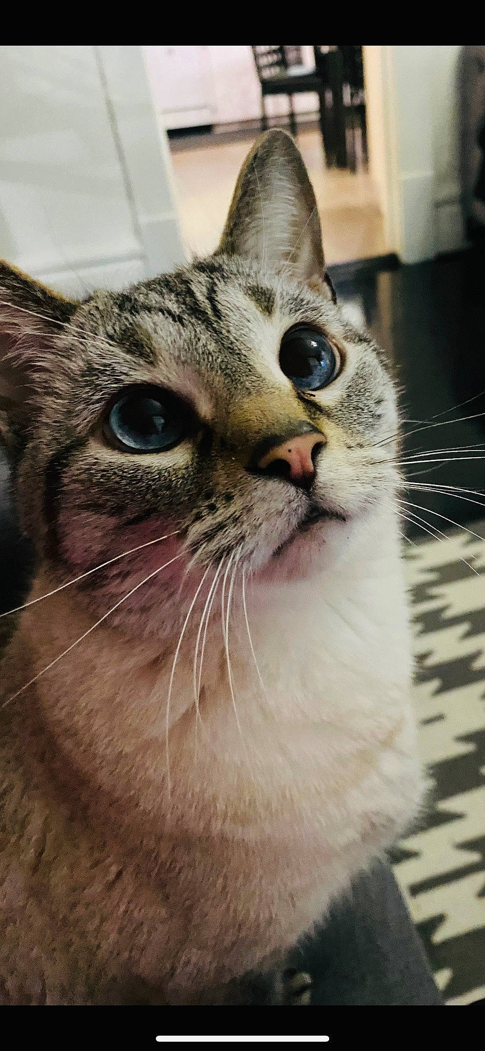 Katchi joined the competition — help win amazing prizes! carnivore, cat, close_up, domestic_short_haired_cat, fawn, felidae, fur, plant, small_to_medium_sized_cats, snout, terrestrial_animal, whiskers, wildlife, window