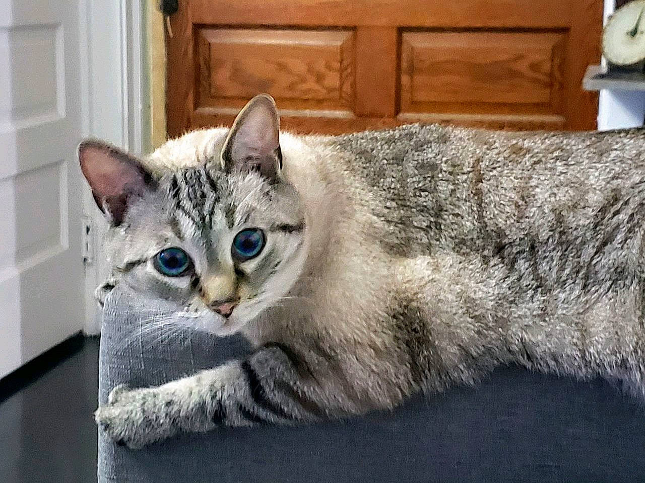 Katchi is registered to the contest to win money with this photo: cabinetry, carnivore, cat, cat_furniture, cat_supply, domestic_short_haired_cat, door, drawer, felidae, fur, grey, paw, rectangle, sitting, small_to_medium_sized_cats, snout, tail, whiskers, window