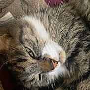 Maggie May is registered to the contest to win money with this photo: cat, tabby, feline, close_up, whiskers, green_eyes, nose, fur, pet, sleeping, relaxed, cozy, blanket, bedding, indoor, portrait, face, muzzle, striped, soft_texture