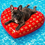 Diggie Smalls is registered to the contest to win money with this photo: ai_generated, animal, designer_pattern, dog, fashion, float, french_bulldog, heart_shaped, inflatable, luxury, outdoor, pet, pool, portrait, puppy, red, sunny, swimming_pool, text_overlay, water