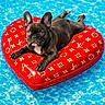 ai_generated, animal, designer_pattern, dog, fashion, float, french_bulldog, heart_shaped, inflatable, luxury, outdoor, pet, pool, portrait, puppy, red, sunny, swimming_pool, text_overlay, water
