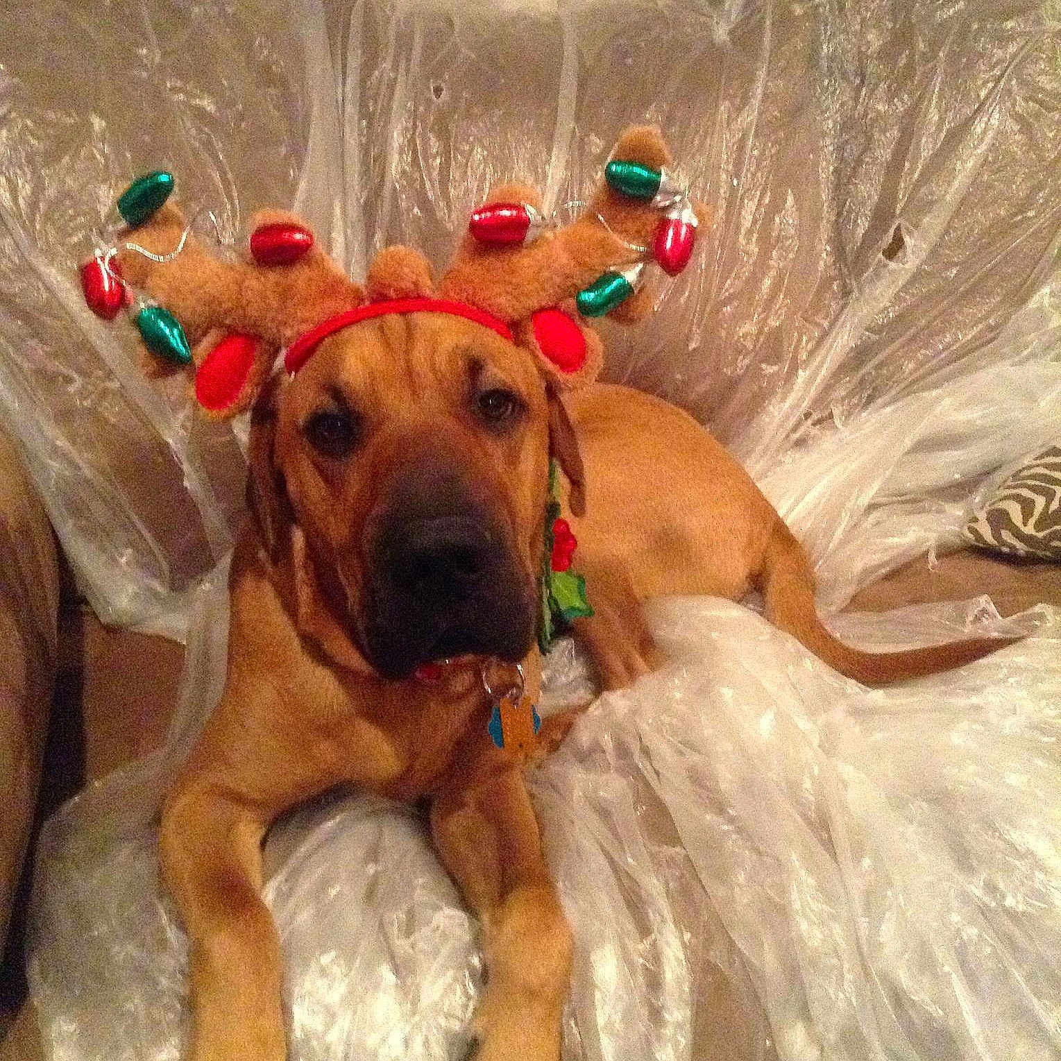 Jacobi is registered to the contest to win money with this photo: