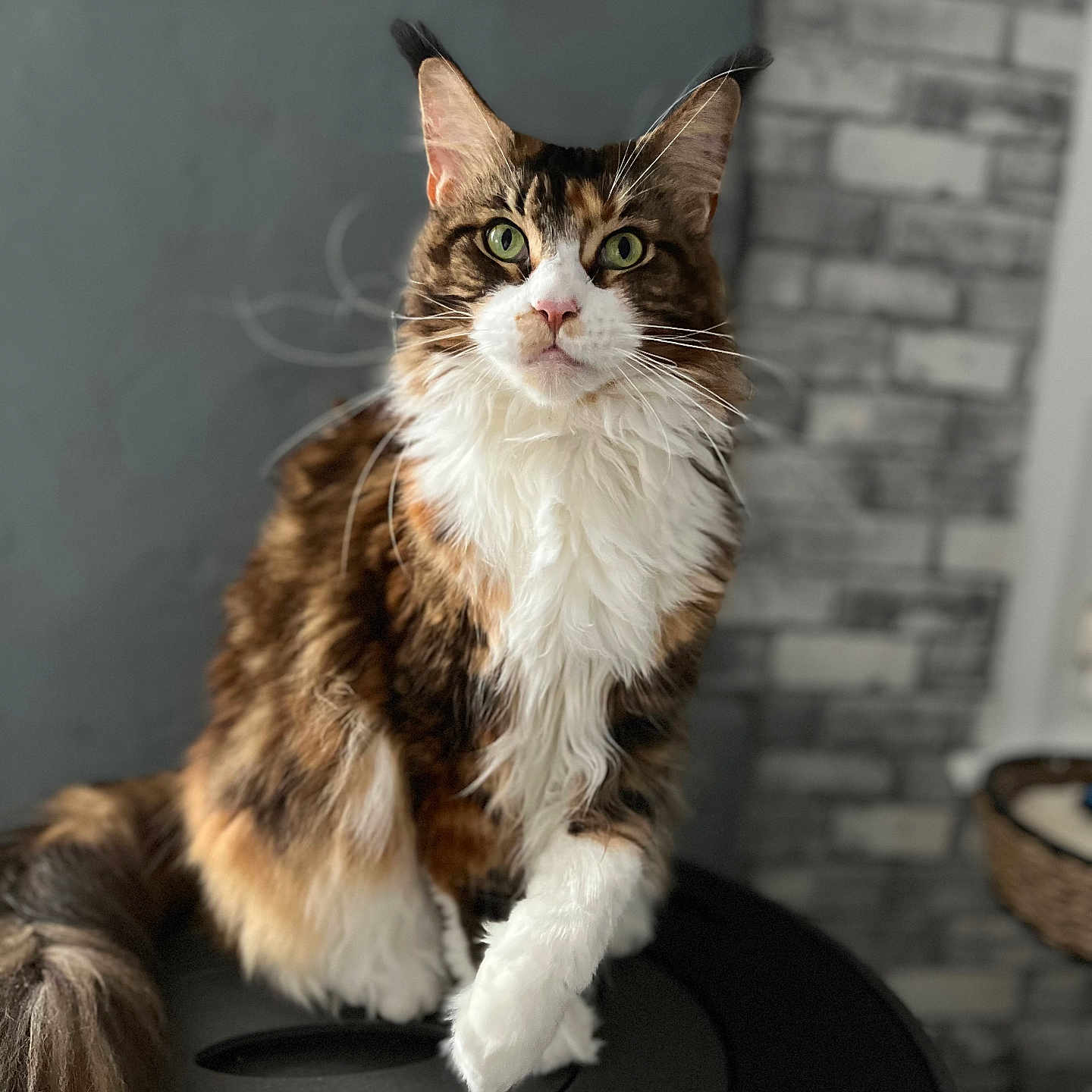 Rebelle a rejoint le concours — aidez-le/la à gagner de superbes lots ! abyssinian, accessories, angora, animal, cat, hardwood, kitten, manx, pet, siamese, slate, strap, wood