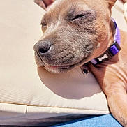Millie joined the competition — help win amazing prizes! animal, beige, close_up, collar, comfort, cushion, dog, ears, fur, indoor, nap, peaceful, pet, purple_collar, relaxed, resting, sleeping, snout, sunlight, whiskers