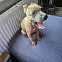 animal, blue, cozy, cushion, cute, dog, domestic, fur, happy, home, indoor, mouth_open, paws, pet, puppy, sitting, small_dog, smiling, window_light, young_dog