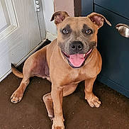 Millie is registered to the contest to win money with this photo: animal, brown_carpet, brown_dog, cabinet, canine, cute, dog, domestic_animal, door, ears_up, floor, friendly, happy, indoor, looking_at_camera, pet, short_fur, sitting, smiling, tongue_out