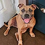 dog, smiling, tongue_out, sitting, brown_carpet, door, cabinet, indoor, pet, canine, happy, ears_up, looking_at_camera, short_fur, brown_dog, floor, domestic_animal, friendly, animal, cute