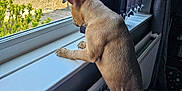 Millie joined the competition — help win amazing prizes! animal, brown_fur, car, curious, curtain, dog, domestic, ears, fence, floor, greenery, indoor, looking_out, pet, puppy, radiator, sunlight, tail, window, windowsill