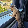 Millie joined the competition — help win amazing prizes! animal, brown_fur, car, curious, curtain, dog, domestic, ears, fence, floor, greenery, indoor, looking_out, pet, puppy, radiator, sunlight, tail, window, windowsill