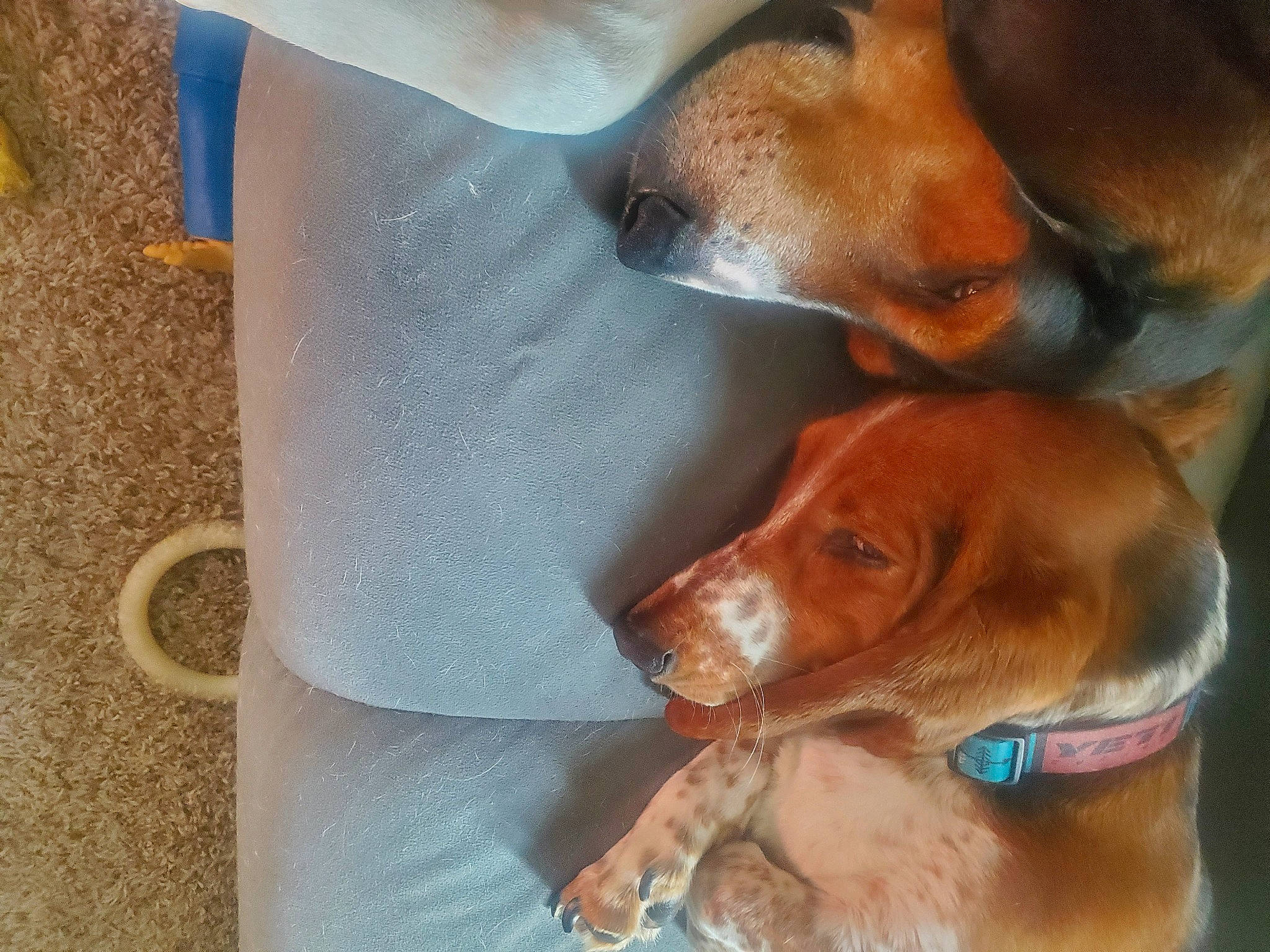 Ellie joined the competition — help win amazing prizes! canidae, carnivore, comfort, companion_dog, dog, dog_breed, ear, fawn, hound, hunting_dog, liver, scent_hound, snout, sporting_group, whiskers, working_animal