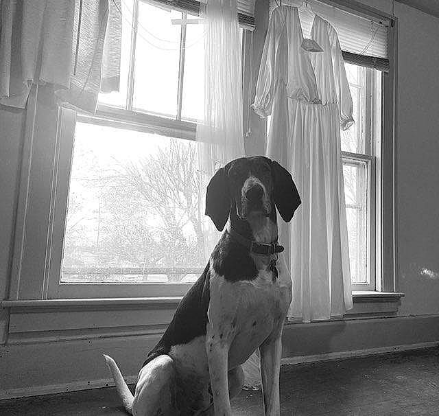 Rupert is registered to the contest to win money with this photo: black, black_and_white, carnivore, collar, companion_dog, curtain, dog, dog_breed, fawn, monochrome, monochrome_photography, pet_supply, photograph, sporting_group, style, tints_and_shades, white, window, window_blind, wood