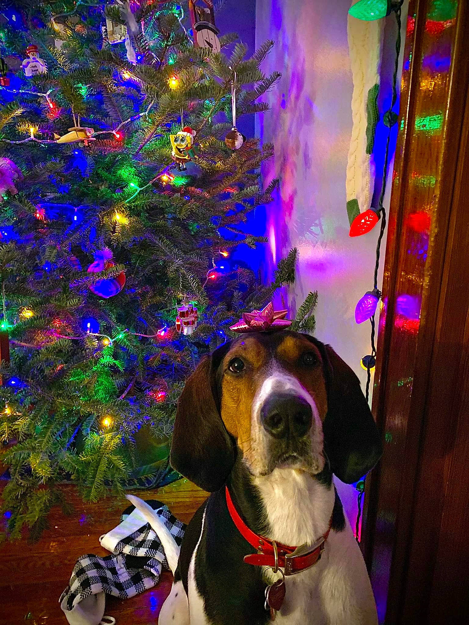 Rupert is registered to the contest to win money with this photo: art, carnivore, christmas, christmas_decoration, christmas_ornament, christmas_tree, collar, companion_dog, dog, dog_breed, dog_collar, electric_blue, event, evergreen, fawn, holiday, light, ornament, purple, working_animal