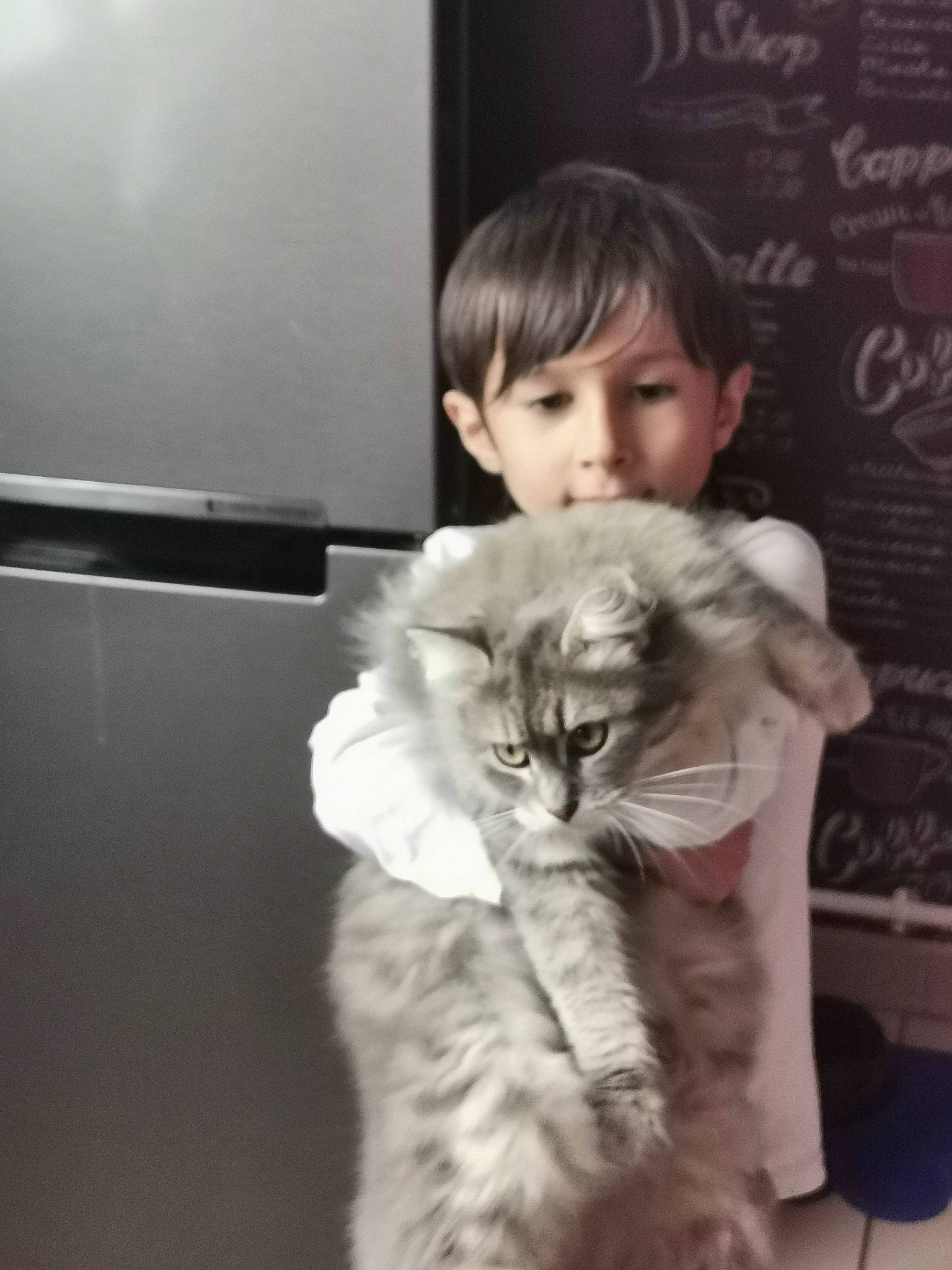 Lyam a rejoint le concours — aidez-le/la à gagner de superbes lots ! bangs, canidae, carnivore, cat, claw, companion_dog, domestic_short_haired_cat, felidae, fur, gesture, lap, monochrome_photography, paw, person, room, sitting, small_to_medium_sized_cats, smile, tail, television