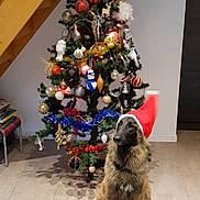 Nova a rejoint le concours — aidez-le/la à gagner de superbes lots ! dog, santa_hat, christmas_tree, ornaments, tinsel, indoor, floor, holiday, festive, pet, decorations, wooden_stairs, furniture, home, celebration, animal, canine, christmas, seasonal, sitting