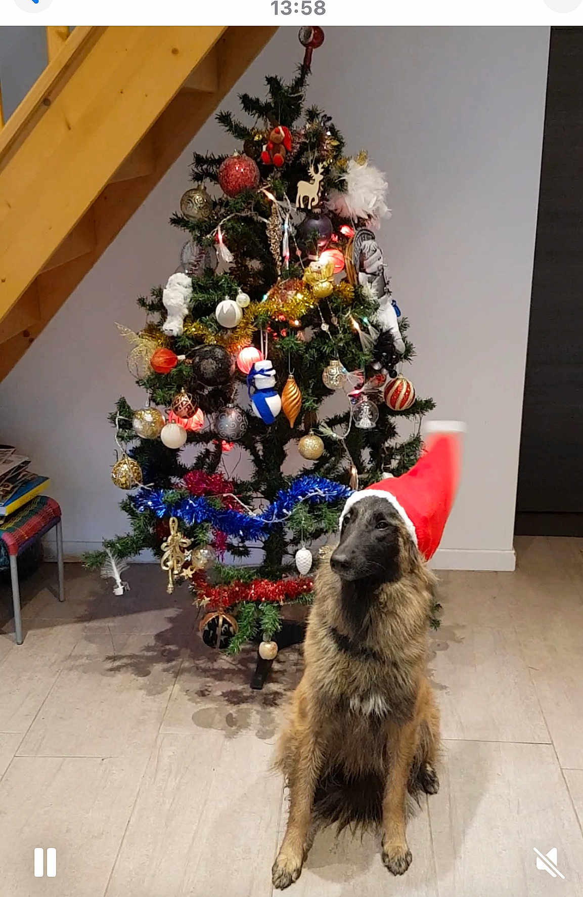 Nova a rejoint le concours — aidez-le/la à gagner de superbes lots ! dog, santa_hat, christmas_tree, ornaments, tinsel, indoor, floor, holiday, festive, pet, decorations, wooden_stairs, furniture, home, celebration, animal, canine, christmas, seasonal, sitting