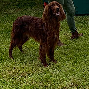 Yager participe au concours pour gagner de l'argent avec cette photo : animal, brown_dog, canine, casual_clothing, companion, dog, event, grass, grass_field, green_pants, happy_dog, human, irish_setter, leash, nature, outdoor, person, pet, standing, white_sweater