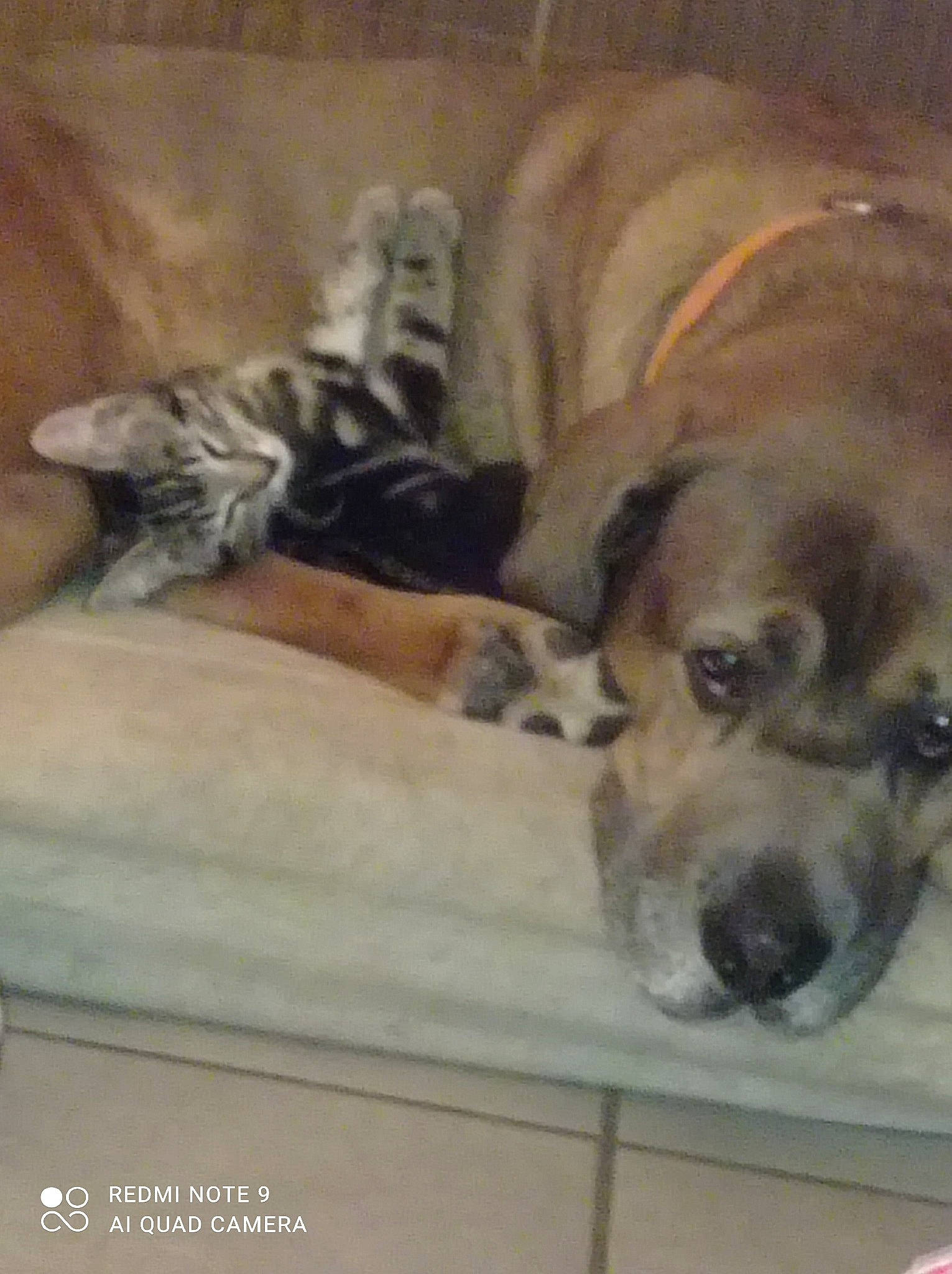 Mazoot participe au concours pour gagner de l'argent avec cette photo : canidae, carnivore, comfort, companion_dog, dog, dog_breed, dog_supply, fawn, flooring, fur, nap, paw, sleep, snout, sporting_group, tail, terrestrial_animal, vertebrate, working_animal, working_dog