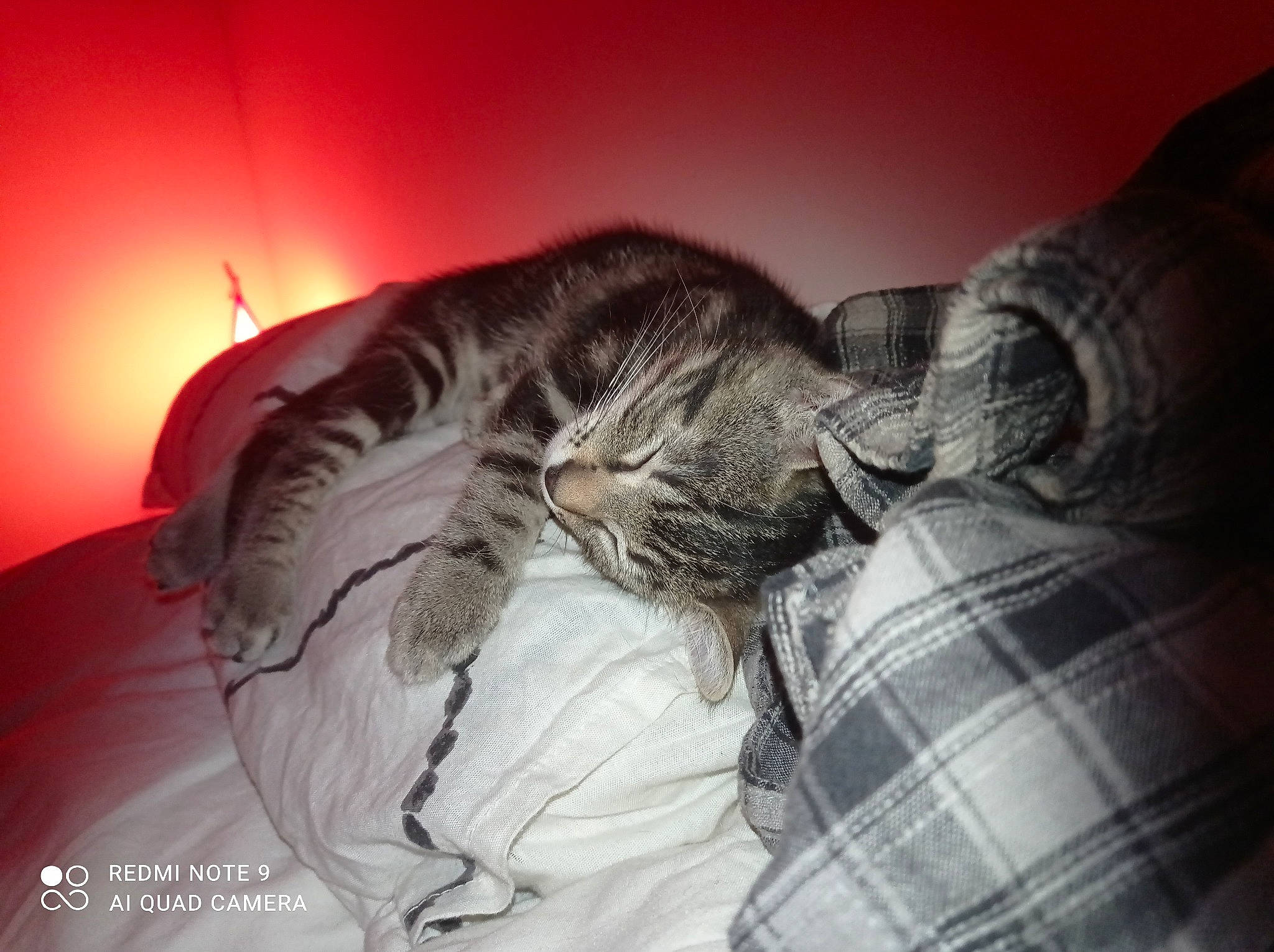 Zi'Tree a rejoint le concours — aidez-le/la à gagner de superbes lots ! bed, bedding, bedroom, cat, comfort, darkness, domestic_short_haired_cat, felidae, flash_photography, fur, gesture, grey, linens, nap, pattern, plaid, small_to_medium_sized_cats, tail, tartan, whiskers