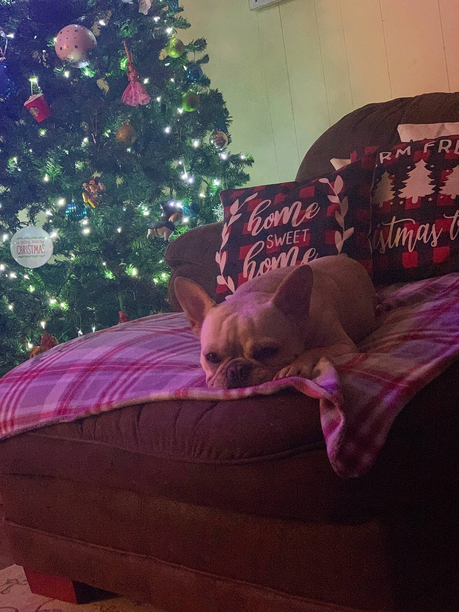 Izzy Grace joined the competition — help win amazing prizes! carnivore, christmas_decoration, christmas_ornament, christmas_tree, comfort, companion_dog, couch, fawn, floor, flooring, hardwood, lap, living_room, magenta, ornament, pink, purple, red, tints_and_shades, wood