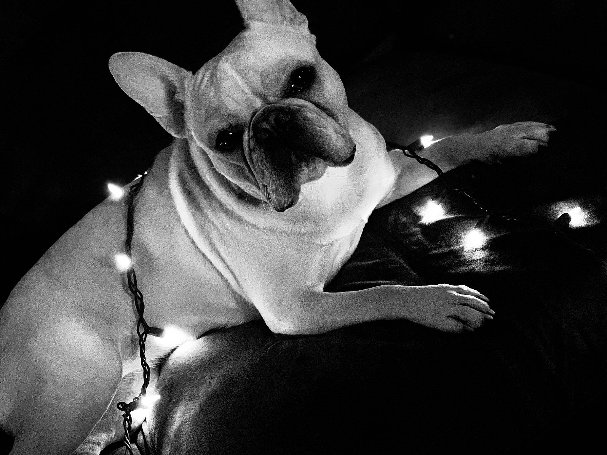 Izzy Grace is registered to the contest to win money with this photo: canidae, carnivore, collar, companion_dog, darkness, dog, dog_breed, ear, fawn, flash_photography, jaw, monochrome, monochrome_photography, snout, sporting_group, terrestrial_animal, toy_dog, whiskers, working_animal, wrinkle