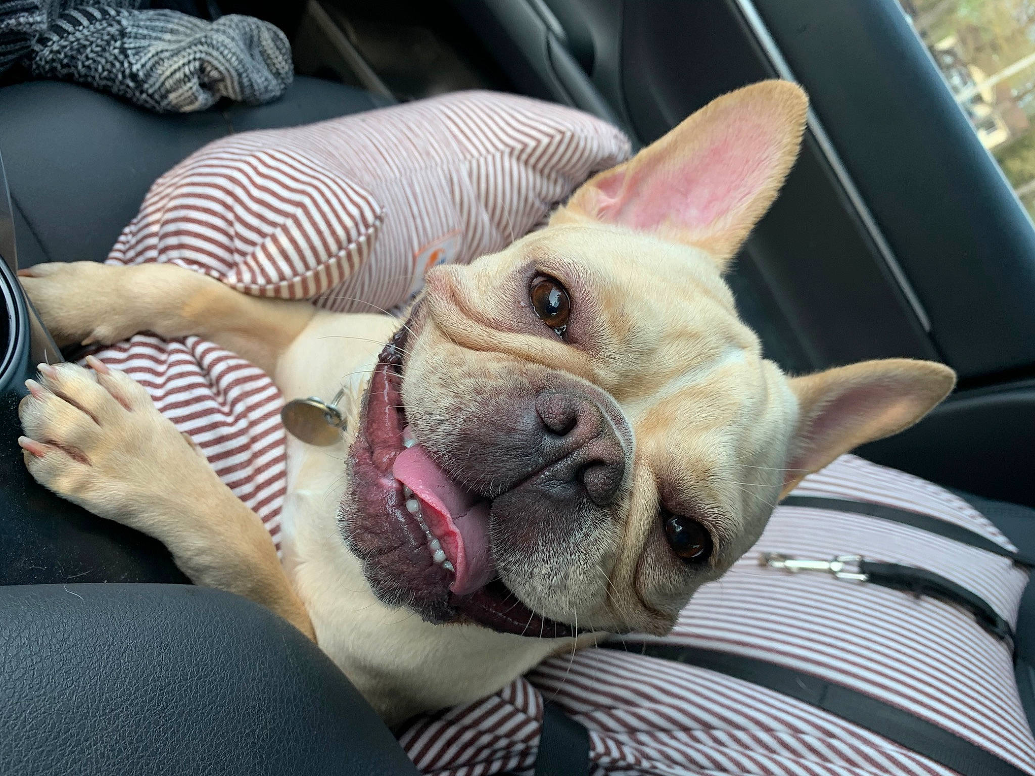 Izzy Grace joined the competition — help win amazing prizes! bulldog, canidae, carnivore, collar, comfort, companion_dog, dog, dog_breed, ear, fawn, non_sporting_group, snout, sporting_group, terrestrial_animal, toy_dog, whiskers, working_animal, wrinkle