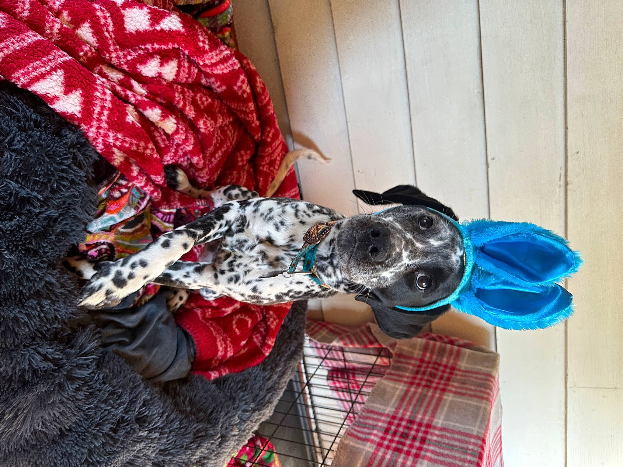 Oakley Mae joined the competition — help win amazing prizes! carmine, costume, dog_clothes, dog_supply, dress, electric_blue, fashion_accessory, fashion_design, fur, magenta, pattern, personal_protective_equipment, plaid, plastic, sleeve, tartan, textile, thread, visual_arts, wool