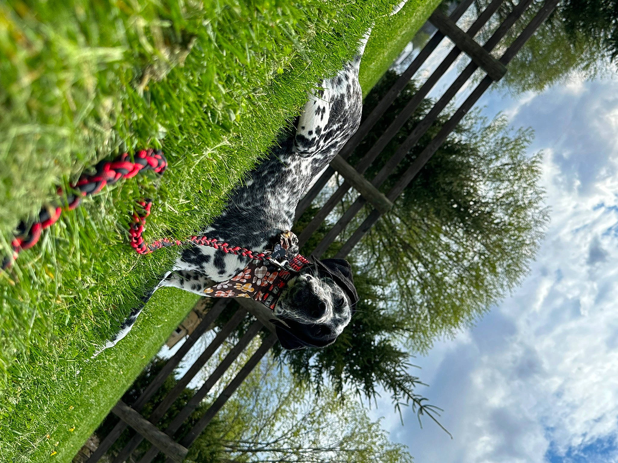 Oakley Mae is registered to the contest to win money with this photo: auto_part, automotive_tire, automotive_wheel_system, biome, botany, cloud, grass, landscape, leaf, nature, plant, pole, racing, recreation, sky, tire, tree, vegetation, vehicle, wheel