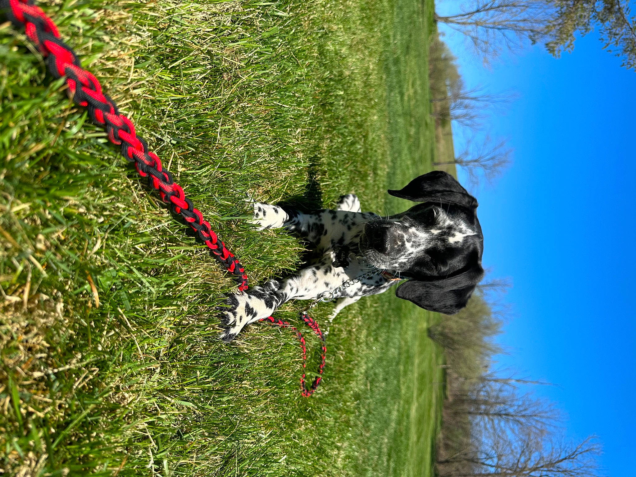 Oakley Mae is registered to the contest to win money with this photo: adventure, carnivore, collar, dog, dog_breed, dog_collar, extreme_sport, grass, plant, pole, recreation, rock_climbing_equipment, rope, shrub, sky, slope, sporting_group, tree, trunk, twig