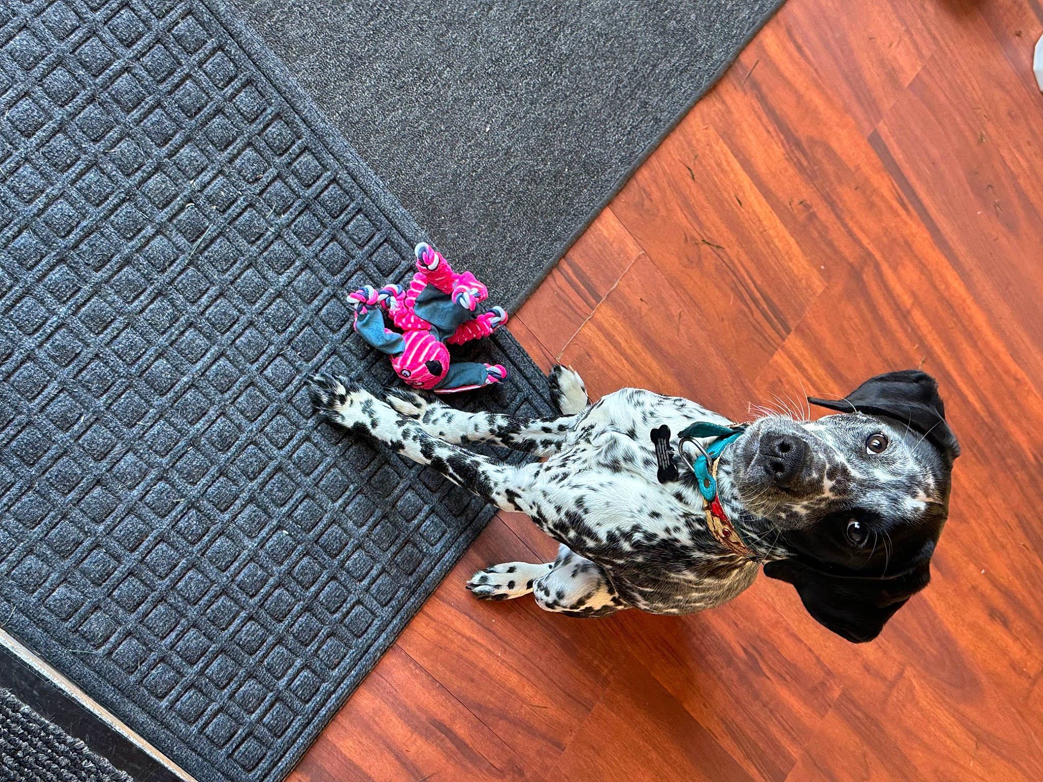 Oakley Mae is registered to the contest to win money with this photo: asphalt, canidae, carmine, companion_dog, electric_blue, fashion_accessory, floor, flooring, font, hardwood, laminate_flooring, magenta, metal, pattern, road_surface, sporting_group, sunglasses, wood, wood_flooring, working_animal