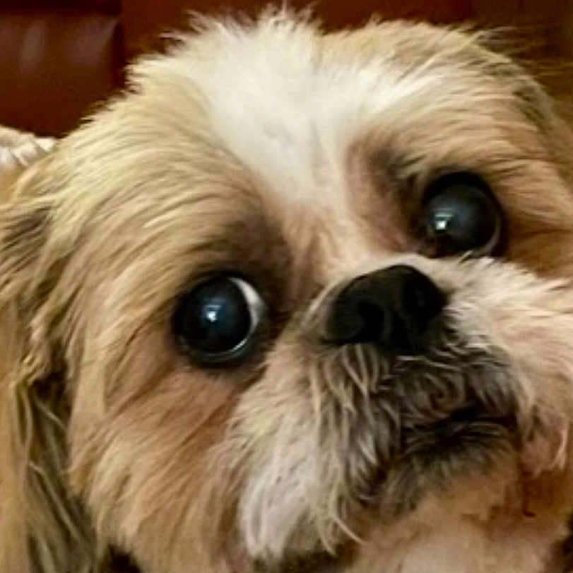 Louie joined the competition — help win amazing prizes! animal, background, brown, close_up, companion, cute, dog, expression, eyes, face, fluffy, fur, indoor, leather, nose, pet, portrait, sitting, small_dog, white