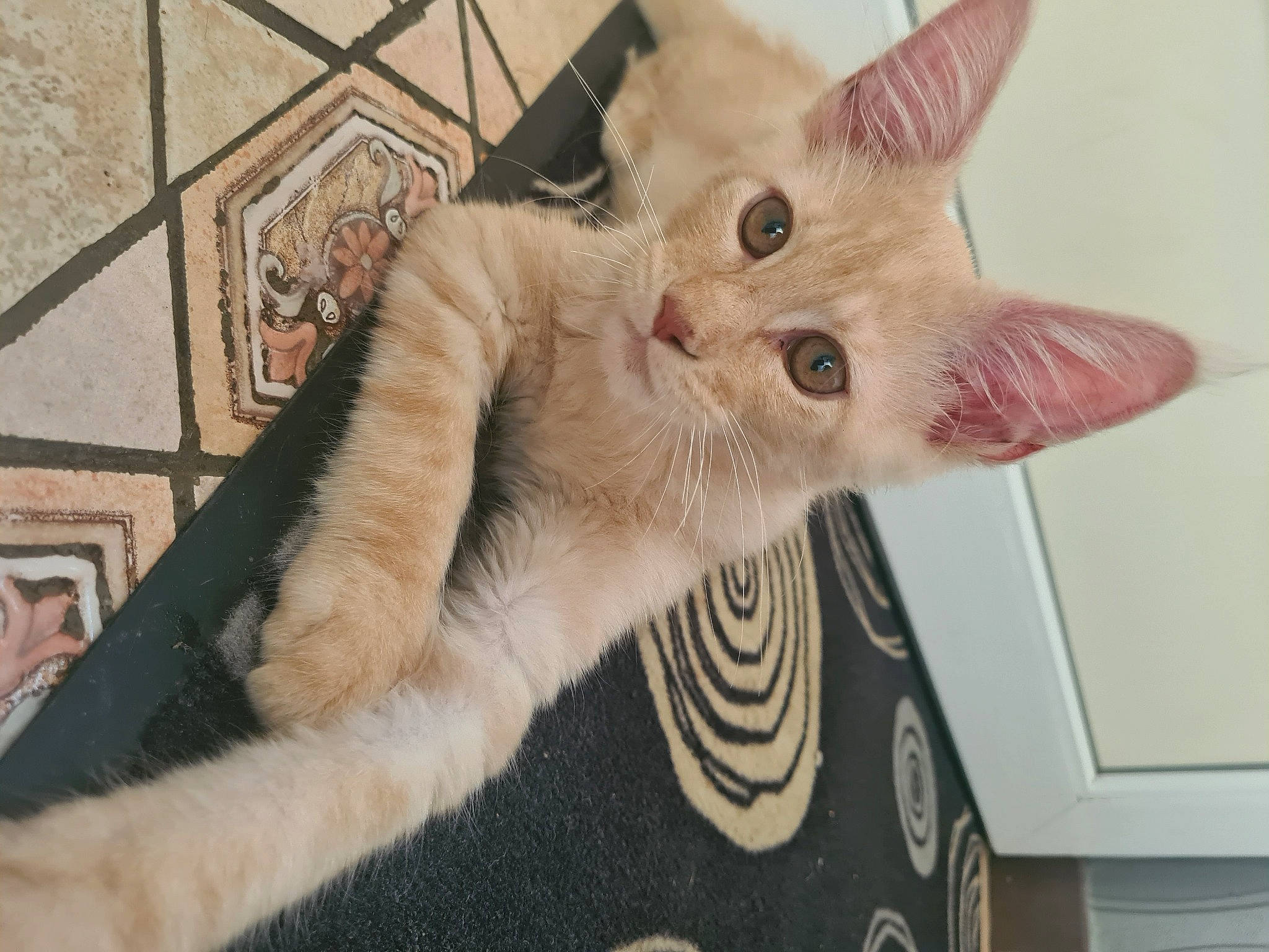 Tiger participe au concours pour gagner de l'argent avec cette photo : balinese, carnivore, cat, claw, comfort, domestic_short_haired_cat, fawn, felidae, fur, paw, small_to_medium_sized_cats, tail, whiskers