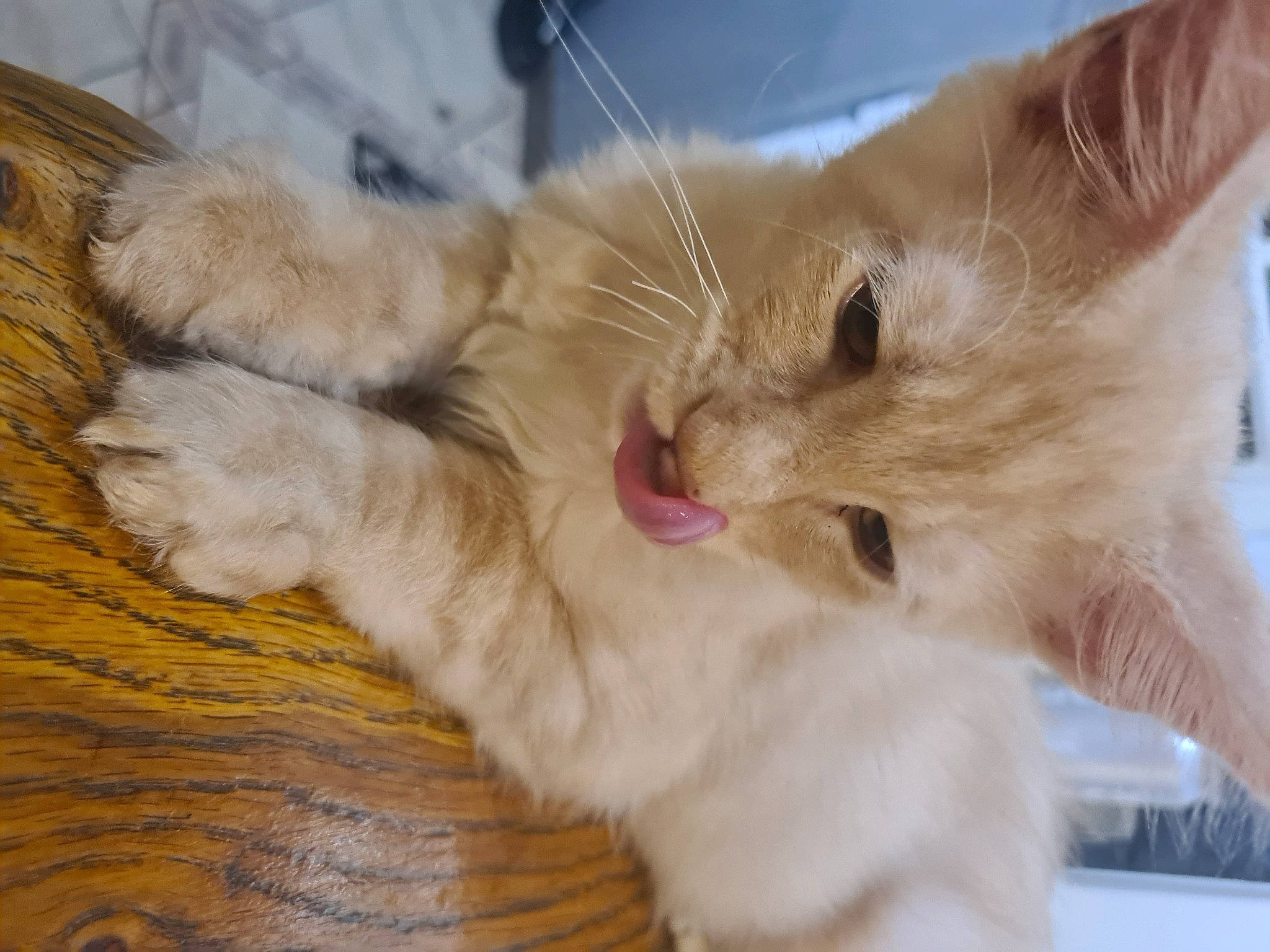 Tiger participe au concours pour gagner de l'argent avec cette photo : carnivore, cat, claw, comfort, domestic_short_haired_cat, fawn, felidae, foot, fur, hardwood, nap, paw, small_to_medium_sized_cats, tail, whiskers