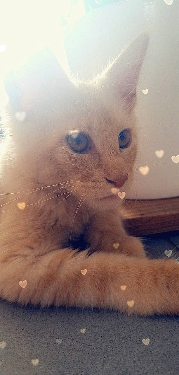 Tiger participe au concours pour gagner de l'argent avec cette photo : carnivore, cat, claw, comfort, domestic_short_haired_cat, electric_blue, fawn, felidae, fur, gesture, paw, small_to_medium_sized_cats, snout, tail, terrestrial_animal, whiskers, window