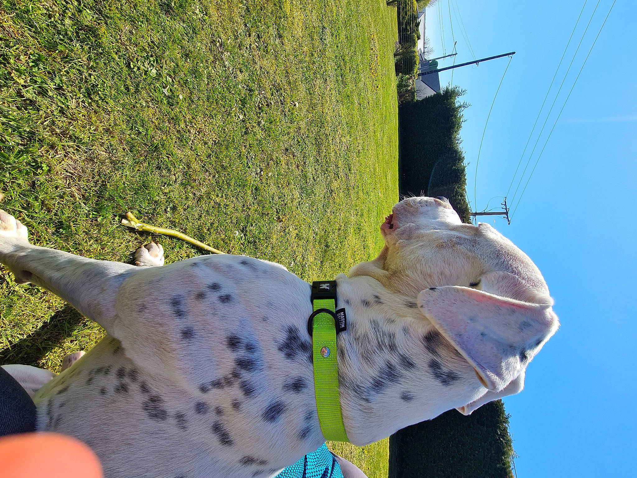 Max a rejoint le concours — aidez-le/la à gagner de superbes lots ! azure, eyewear, fashion_accessory, fun, grass, green, leisure, line, linens, pattern, people_in_nature, plant, scarf, sky, sunglasses, tail, tree, vertebrate, white, wing