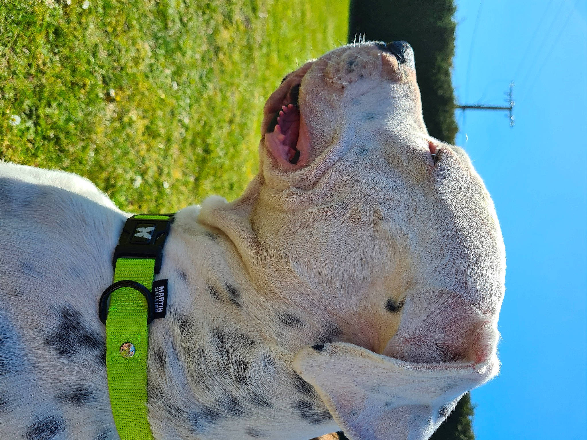 Max participe au concours pour gagner de l'argent avec cette photo : adventure, bag, bovine, fawn, glove, grass, pack_animal, pattern, personal_protective_equipment, recreation, rhinoceros, rock_climbing_equipment, sculpture, snout, strap, terrestrial_animal, wildlife, wood, working_animal, wrinkle