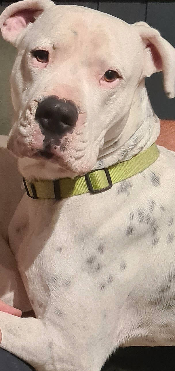 Max participe au concours pour gagner de l'argent avec cette photo : canidae, carnivore, collar, companion_dog, dog, dog_breed, dog_collar, dog_supply, fawn, giant_dog_breed, jaw, leash, non_sporting_group, pet_supply, snout, sporting_group, whiskers, white, working_animal