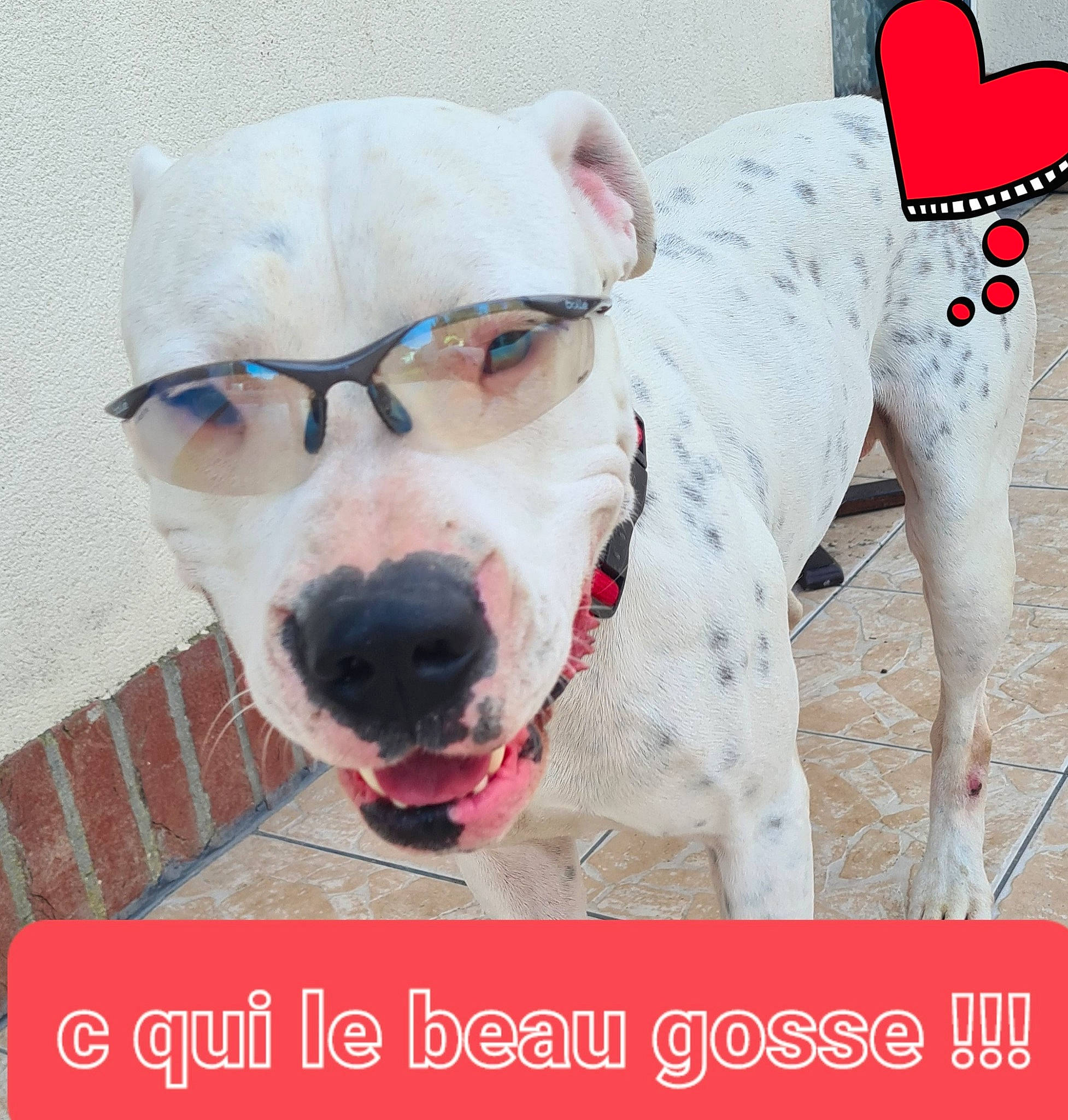 Max participe au concours pour gagner de l'argent avec cette photo : canidae, carnivore, collar, companion_dog, dog, dog_breed, dog_collar, dog_supply, fawn, happy, leash, mammal, paw, pet_supply, photo_caption, snout, sporting_group, vertebrate, whiskers, working_animal