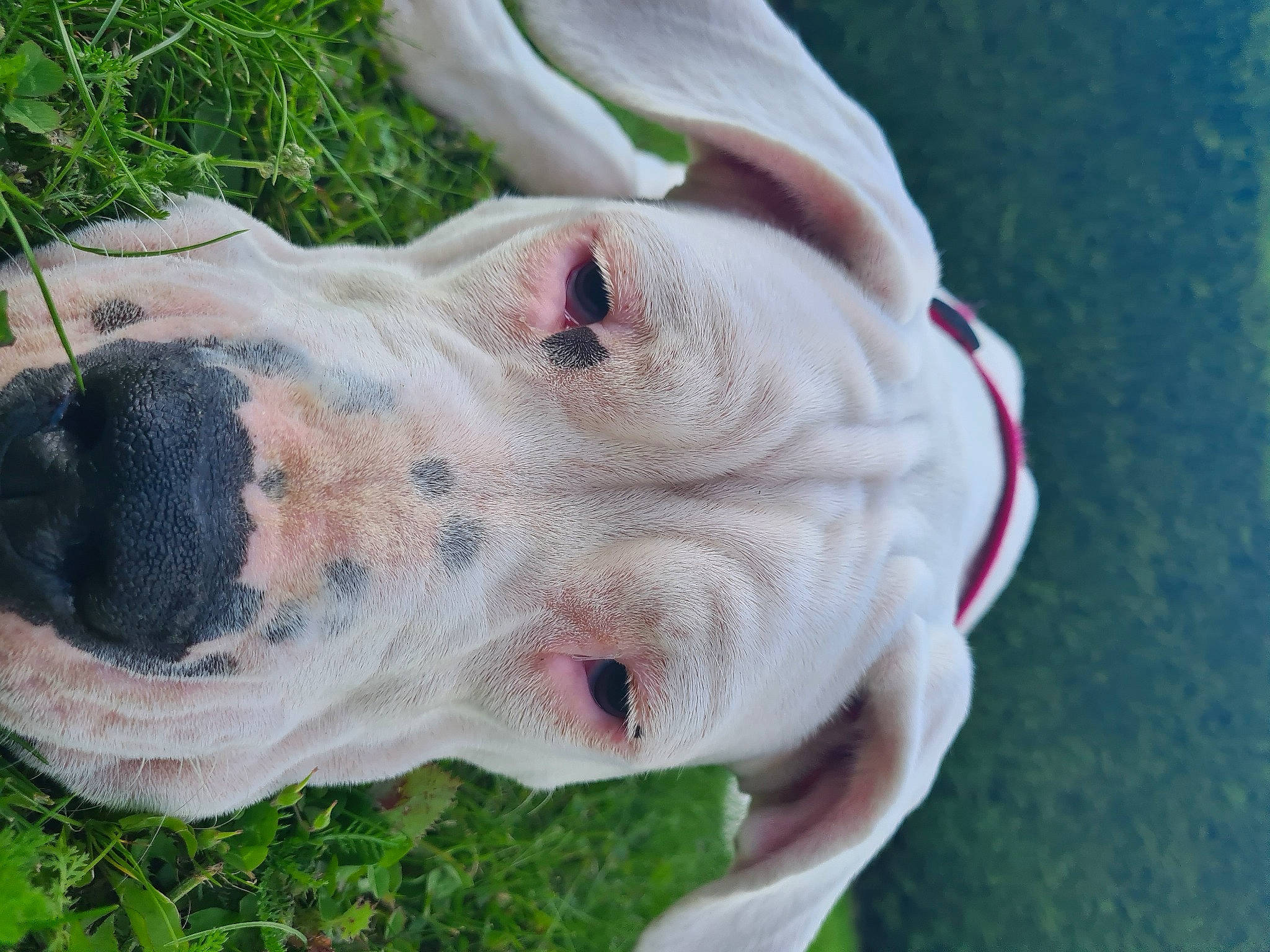 Stella participe au concours pour gagner de l'argent avec cette photo : canidae, carnivore, collar, companion_dog, dog, dog_breed, dog_collar, ear, fang, fawn, grass, gun_dog, jaw, plant, sculpture, snout, sporting_group, terrestrial_animal, whiskers, working_animal