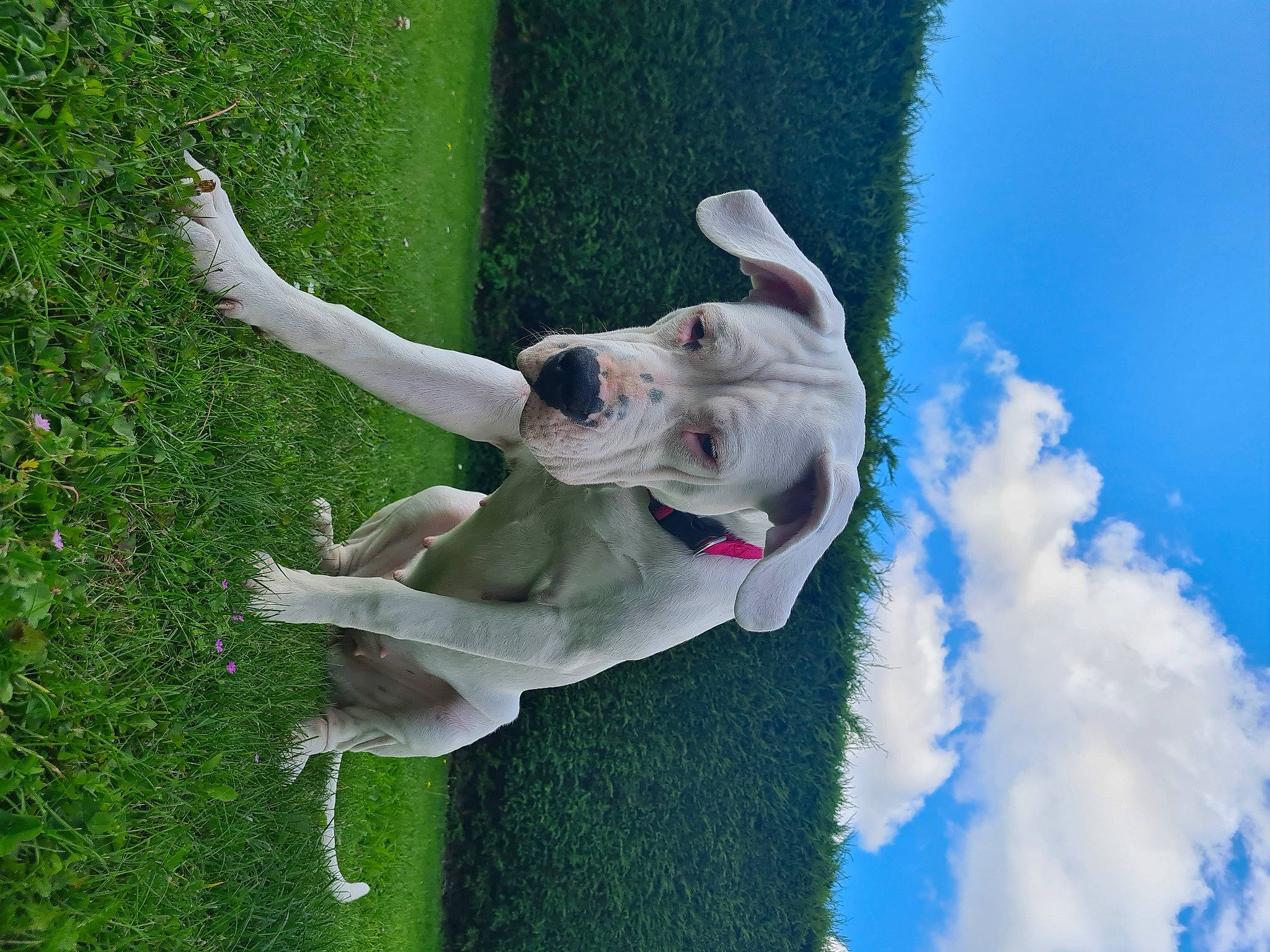 Stella participe au concours pour gagner de l'argent avec cette photo : blue, carnivore, cloud, companion_dog, dog, dog_breed, fawn, gesture, grass, green, happy, leisure, plant, recreation, sculpture, sky, snout, sporting_group, tail, working_animal