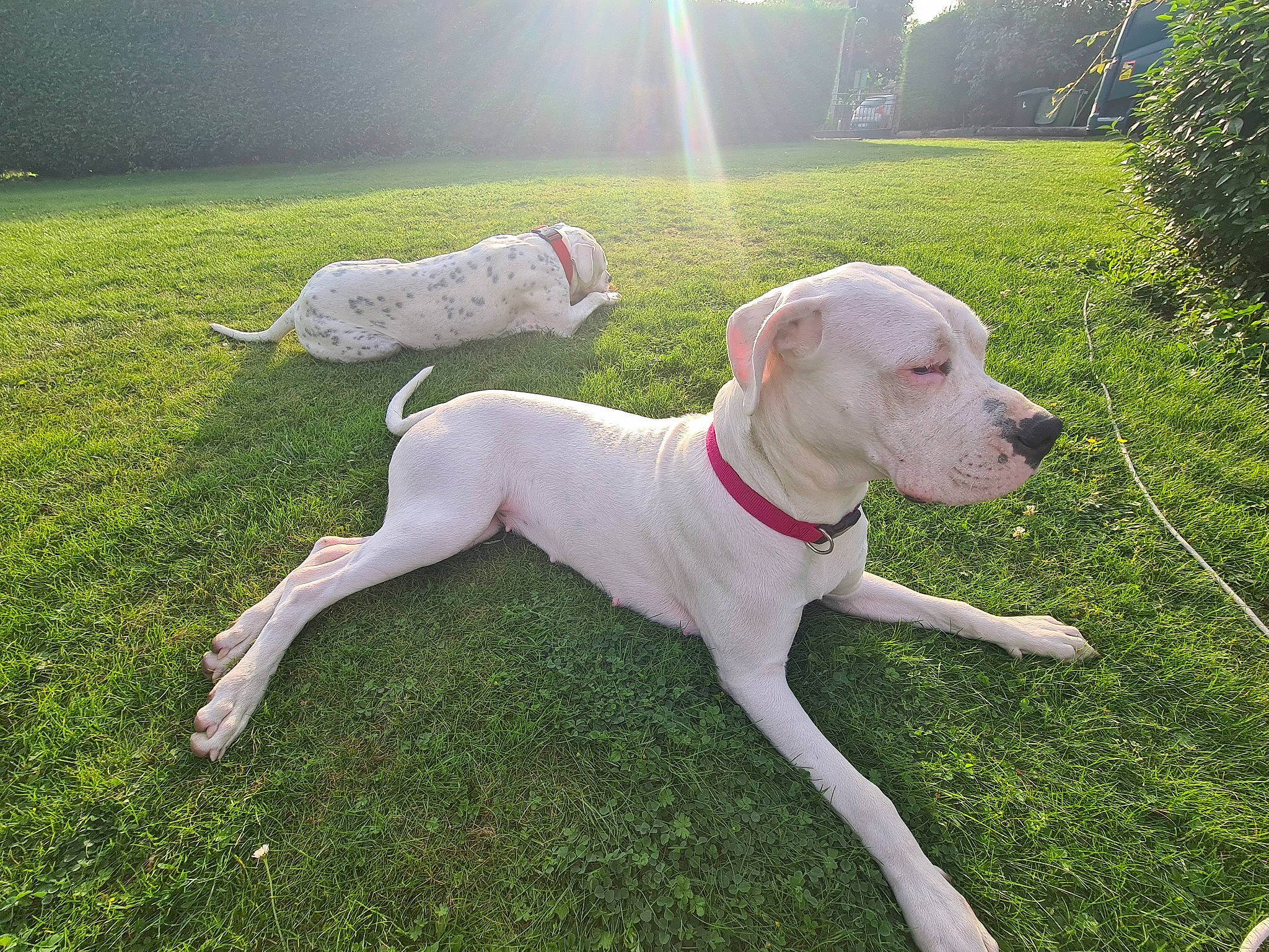 Stella a rejoint le concours — aidez-le/la à gagner de superbes lots ! canidae, carnivore, collar, companion_dog, dog, dog_breed, dog_collar, dog_supply, dogo_guatemalteco, fawn, grass, grassland, gun_dog, leash, pet_supply, plant, snout, tail, tree, working_animal