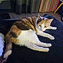 cat, calico, animal, pet, feline, indoor, black_blanket, fur, resting, curtains, floor, chair, domestic, looking, relaxed, cute, whiskers, ears, tail, paws